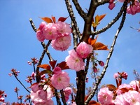 20140412_船橋市海神町南1_海神川緑地_桜_1301_DSC04363