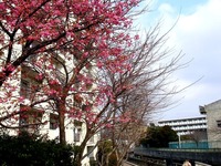 20160305_船橋市_海老川_桜_サクラ_0919_DSC07698