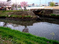 20140406_船場市_海老川ジョギングロード_花見_桜_1648_DSC03940