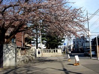 20140329_習志野市泉町1_日本大学_観桜会_1456_DSC01366