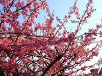 20140308_船橋市_海老川ジョギングロード_桜_サクラ_1555_DSC08357