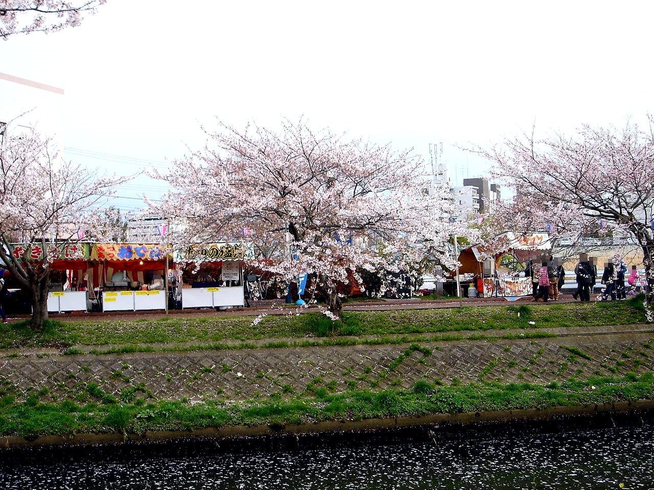 春の風14 船橋海老川ジョギングロードのサクラ編 12 ビビット22 14