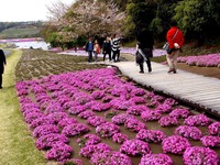 20150412_千葉県袖ケ浦永吉_東京ドイツ村_1403_DSC09198