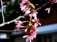 20140329_習志野市大久保2_ハミングさくらまつり_1418_DSC01270