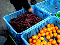 20141206_ふなばし楽市_船橋市地方卸売市場_0922_DSC01056