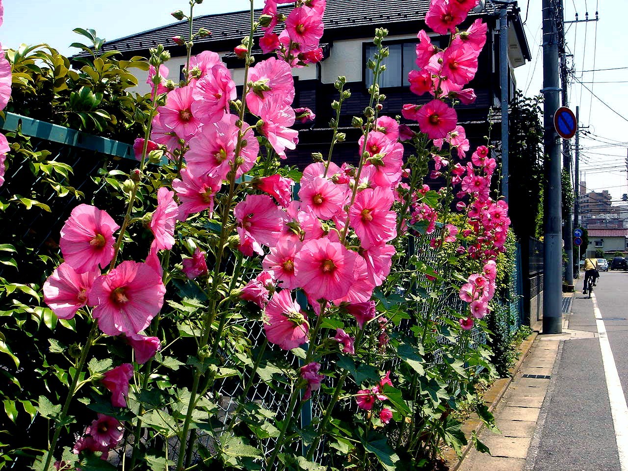 初夏の風14 船橋市夏見に咲く夏の花タチアオイ編 13 ビビット21 14