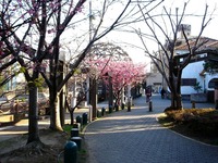 20140308_船橋市_海老川ジョギングロード_桜_サクラ_1555_DSC08350