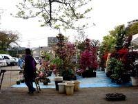 20150419_船橋市_緑と花のジャンボ市_天沼弁天池公園_0913_DSC00118