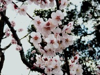 20140323_船橋市_海老川_花見_屋台_桜_1554_DSC00704