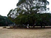 20140301_船橋市行田2_千葉県立行田公園_積雪_1546_DSC07048