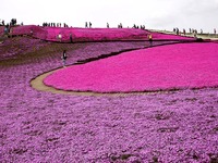 20150412_千葉県袖ケ浦永吉_東京ドイツ村_1331_DSC09138