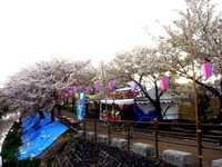 20140406_船場市_海老川ジョギングロード_花見_桜_1651_DSC03971