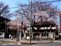 20140329_習志野市泉町1_日本大学_観桜会_1424_DSC01282