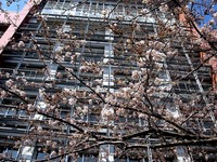 20140329_習志野市泉町1_日本大学_観桜会_1447_DSC01307