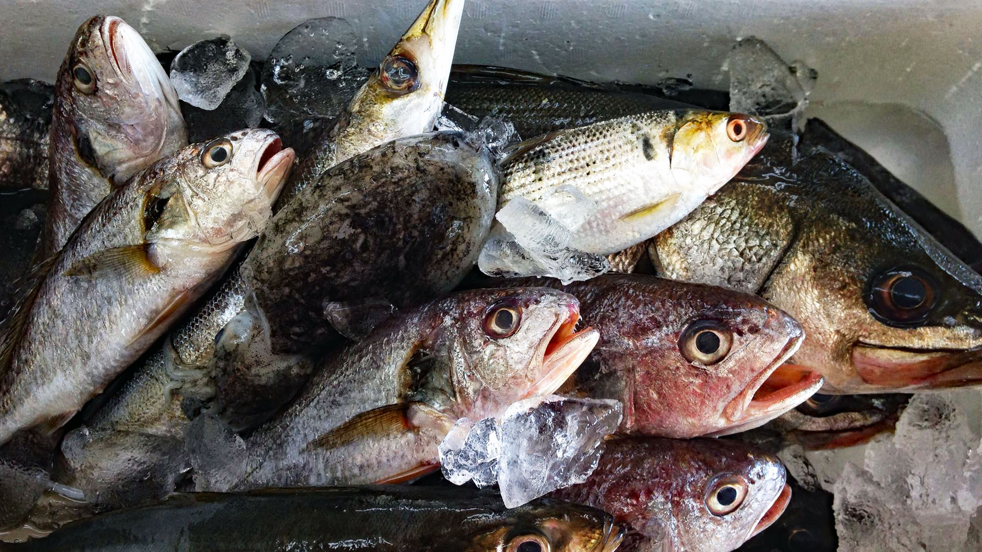 □船橋漁協直営の水産物直売所「三番瀬みなとや」が大変身 : ビビット2021-2014