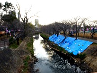 20140323_船橋市_海老川_花見_屋台_桜_1554_DSC00692