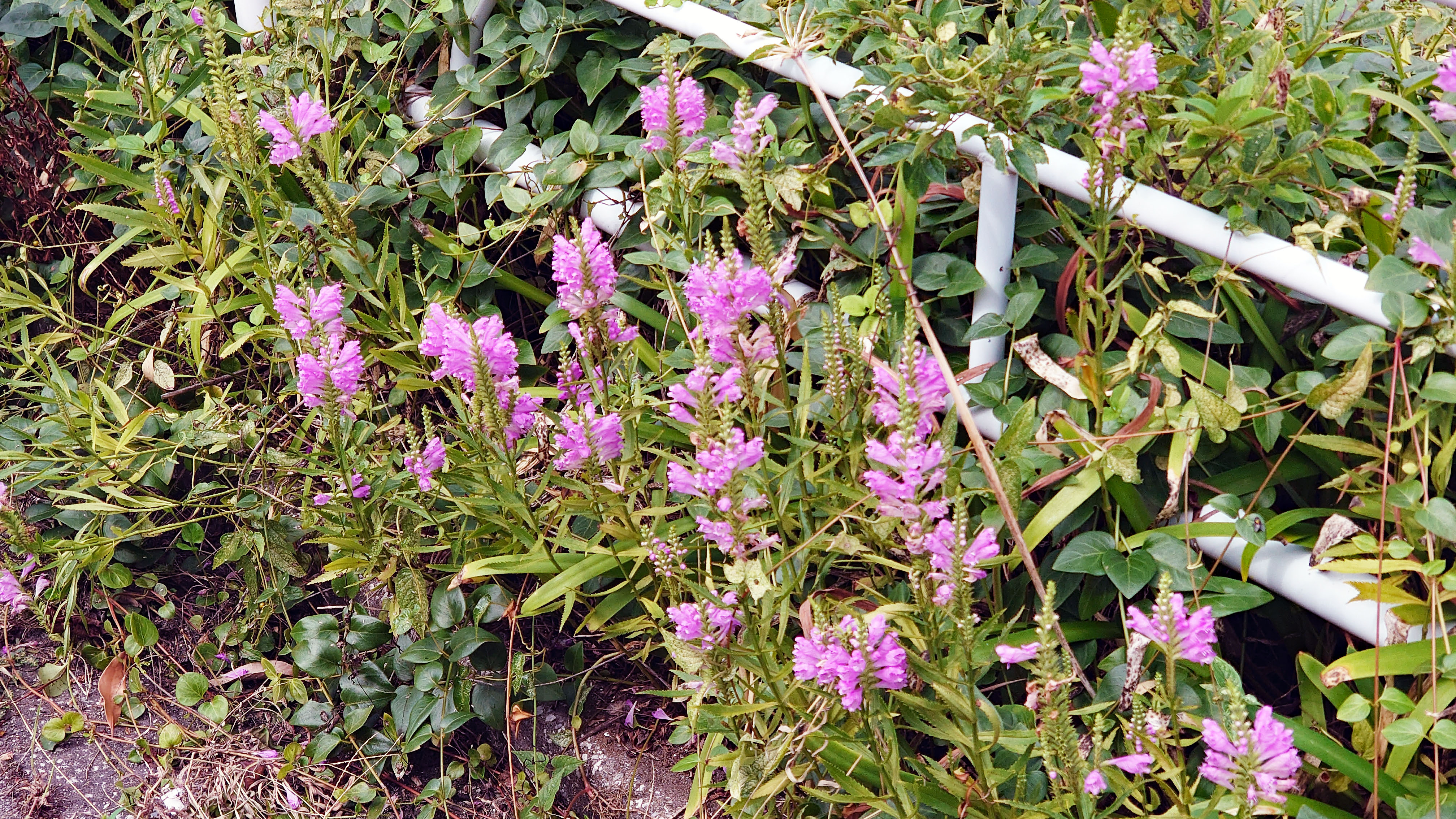 公園に咲く ハナトラノオ 花虎の尾 の花 ビビット 14