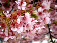 20160306_船橋市古作1_JRA中山競馬_桜_1657_DSC08374