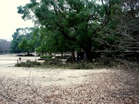 20140301_船橋市行田2_千葉県立行田公園_積雪_1550_DSC07059