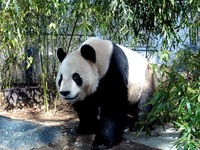 20151224_上野動物園_ジャイアントパンダ_122