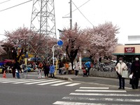 20150404_松戸市六高台の桜通り_六実桜まつり_1159_DSC08349