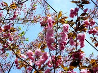 20140412_船橋市海神町南1_海神川緑地_桜_1300_DSC04351