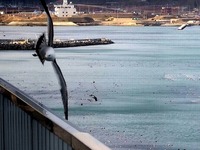 20150227_東日本大震災_宮城県_仙台市_南三陸町_1608_25020