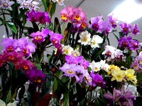 20140113_船橋東武_船橋洋ラン展_船橋蘭友会_1049_DSC01000