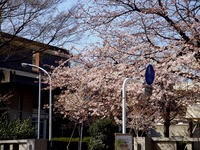 20140329_習志野市泉町1_日本大学_観桜会_1424_DSC01284