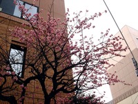 20150314_習志野市谷津1_河合塾津田沼校_桜_1247_DSC05186