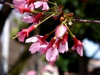 20140329_習志野市大久保2_ハミングさくらまつり_1418_DSC01266