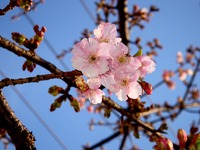 20140308_船橋市_海老川ジョギングロード_桜_サクラ_1553_DSC08347