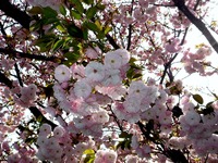20140412_船橋市_海老川_花見_屋台_桜_1432_DSC04841
