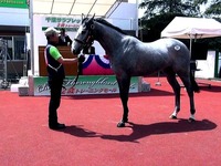 20150515_船橋競馬場_千葉サラブレッドセール_052