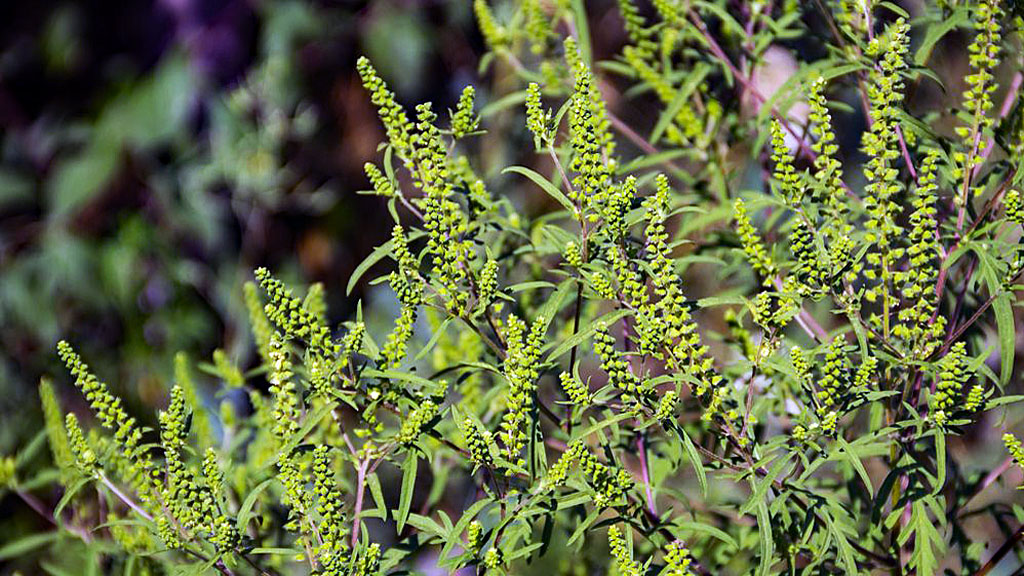コロナ禍の中の 秋の花粉症 ビビット 14