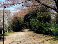 20140412_船橋市海神町南1_海神川緑地_桜_1302_DSC04368