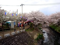 20140406_船場市_海老川ジョギングロード_花見_桜_1652_DSC03975