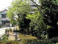 20090429_船橋市_葛飾湧水群_二子浦の池_湧水_大溜_1113_DSC04635T