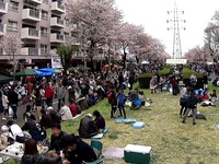 20150404_松戸市六高台の桜通り_六実桜まつり_1237_MAH00306010