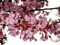 20160306_船橋市古作1_JRA中山競馬_桜_1657_DSC08372