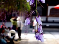 20140504_市川市宮久保4_高圓寺長寿藤_藤まつり_1328_DSC08433