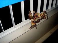 20150427_忘れ物_落とし物_遺失物_2012_DSC01803