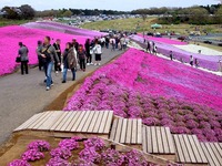 20150412_千葉県袖ケ浦永吉_東京ドイツ村_1343_DSC09186