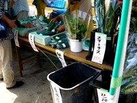 20150504_市川市_国分川鯉のぼりフェスティバル_1113_DSC03615