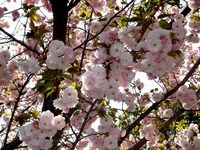 20140412_船橋市_海老川_花見_屋台_桜_1432_DSC04842