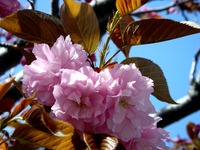 20140412_船橋市海神町南1_海神川緑地_桜_1307_DSC04420
