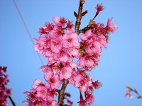 20140308_船橋市_海老川ジョギングロード_桜_サクラ_1556_DSC08359