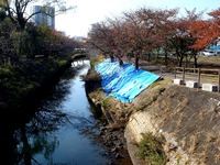 20131117_船橋市海老川_堤防_崩れ_台風第26号_1058_DSC09588