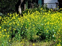 20140412_船橋市夏見台1_夏見緑地_菜の花_1425_DSC04805