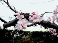 20140323_船橋市_海老川_花見_屋台_桜_1554_DSC00705